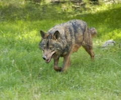 Los ayuntamientos apuestan por los controles para frenar los ataques del lobo